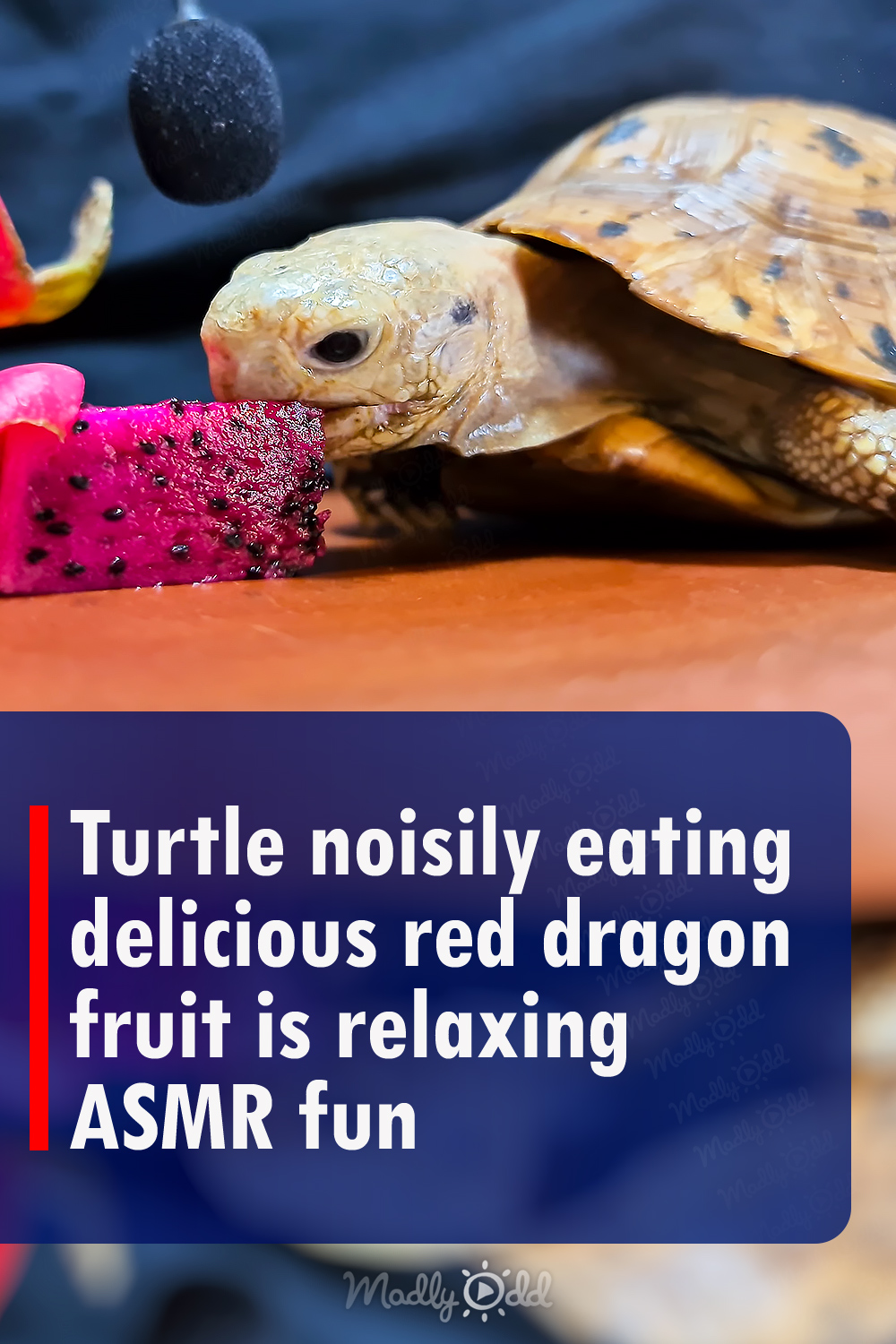 Turtle noisily eating delicious red dragon fruit is relaxing ASMR fun
