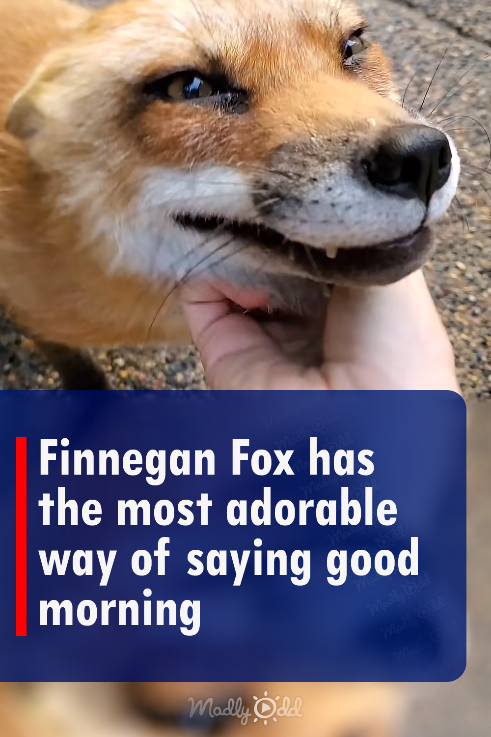 Finnegan Fox has the most adorable way of saying good morning