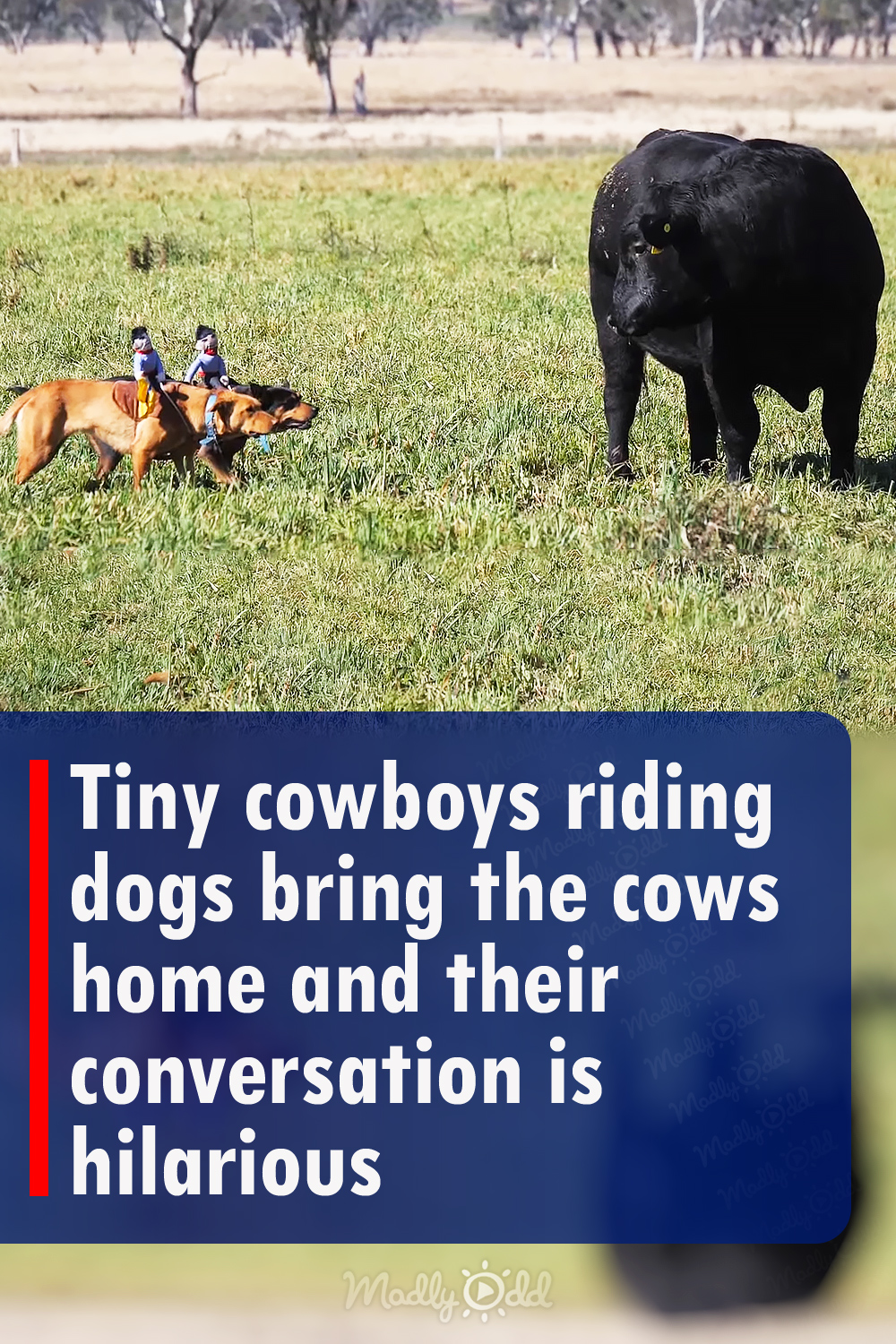 Tiny cowboys riding dogs bring the cows home and their conversation is hilarious