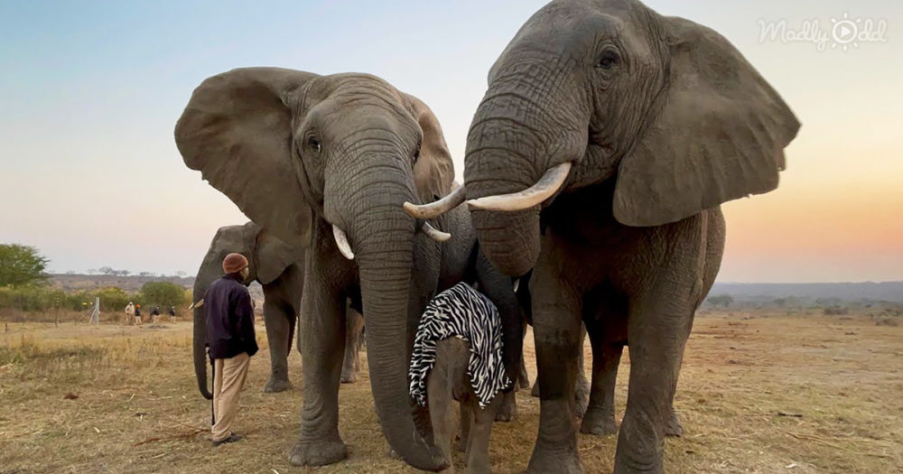 baby elephant Khanyisa with her mom