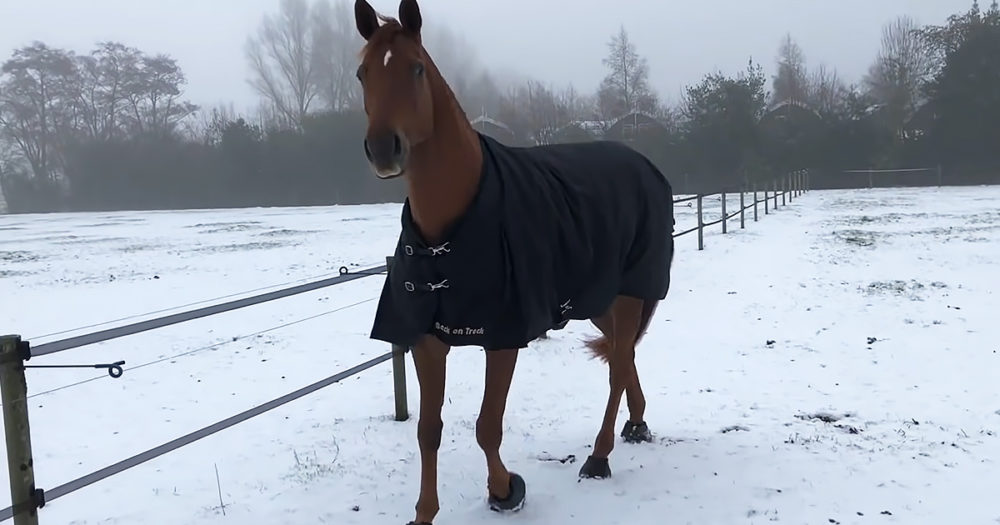 Australian horse sees snow for the first time