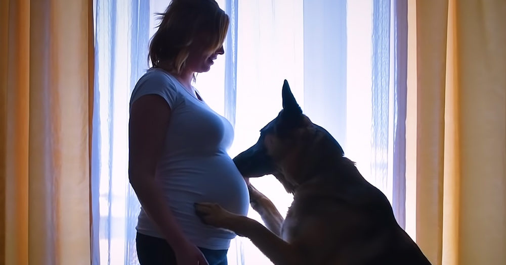 German Shepherd dog patiently waits for his baby brother to grow up