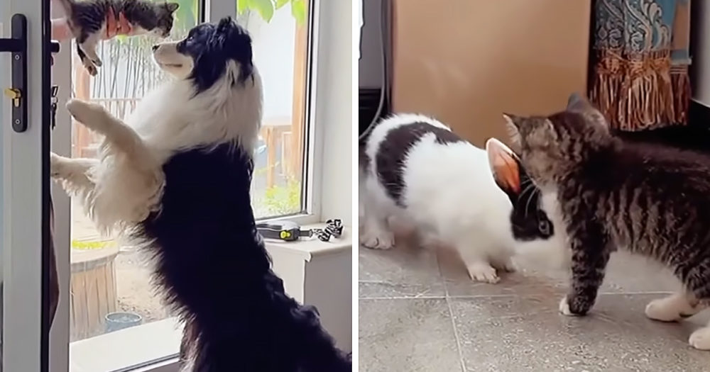 Border Collie, bunny, and kitten