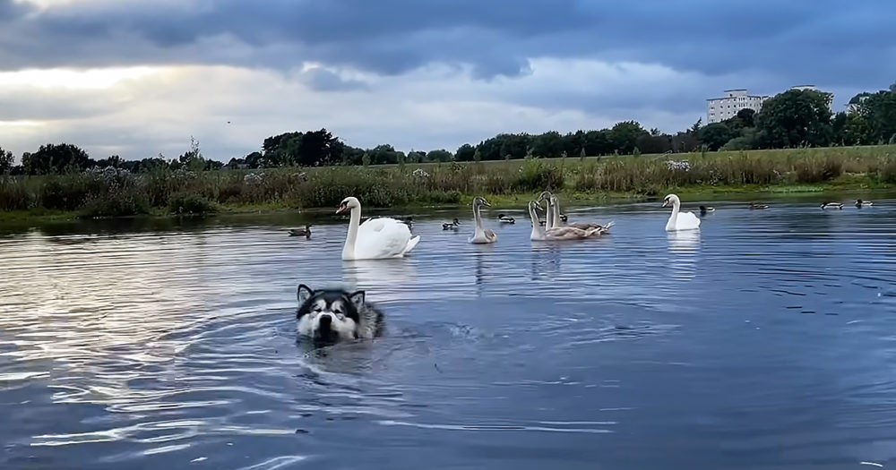 Malamute dog, ducks, and swans
