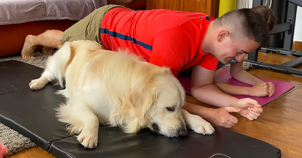 Workout with the Golden Retriever!