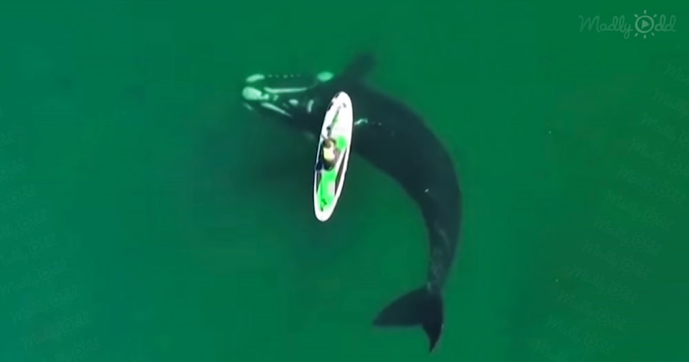 Woman on paddleboard and giant whale