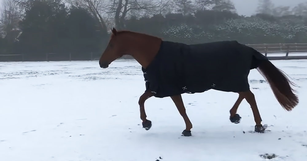 Australian horse sees snow for the first time