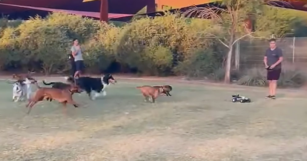dogs chasing remote control car