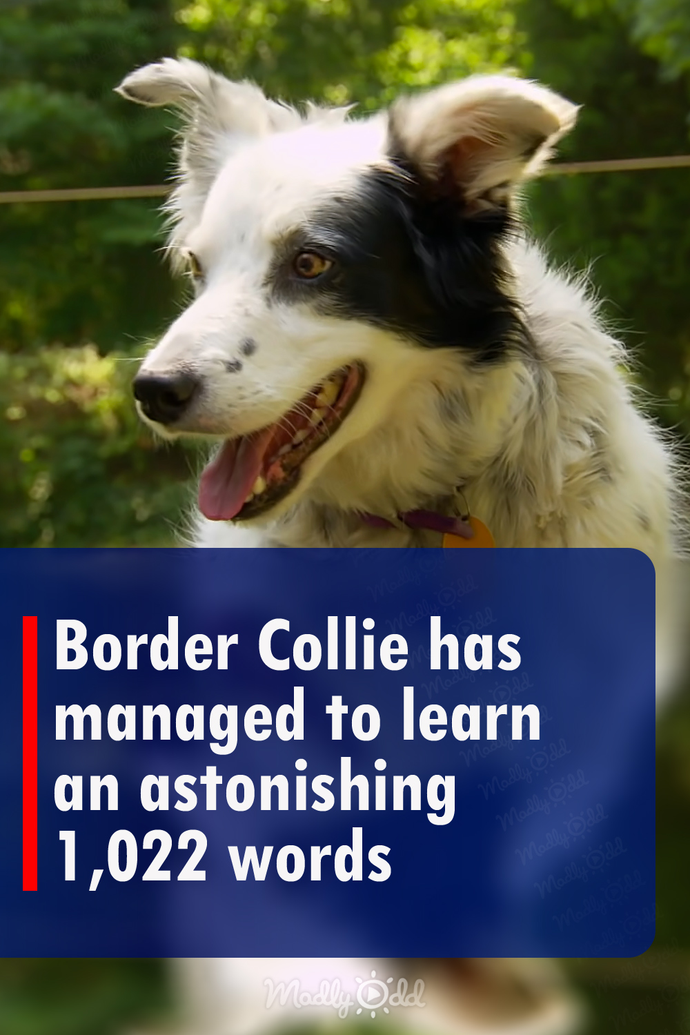 Border Collie has managed to learn an astonishing 1,022 words
