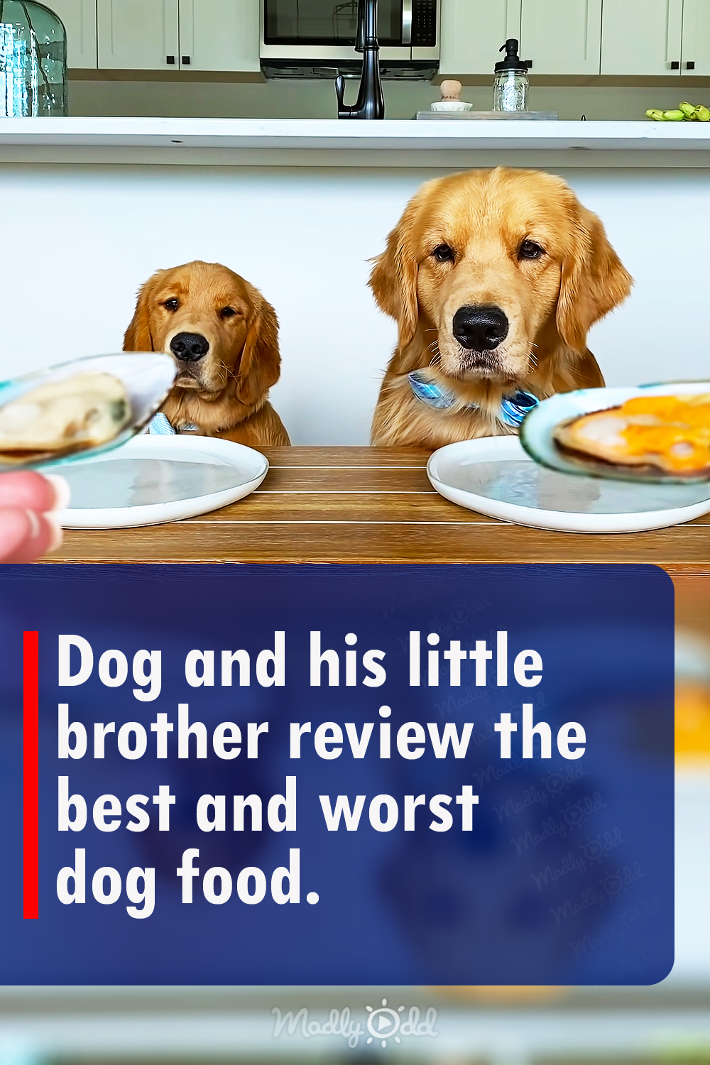 Dog and his little brother review the best and worst dog food.