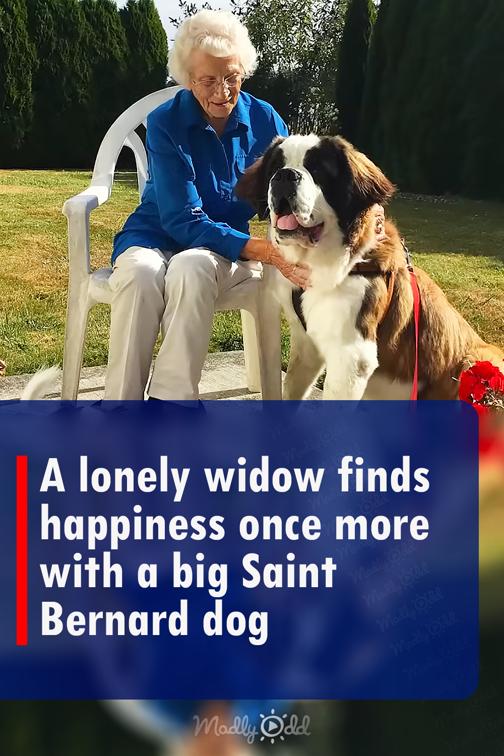 A lonely widow finds happiness once more with a big Saint Bernard dog