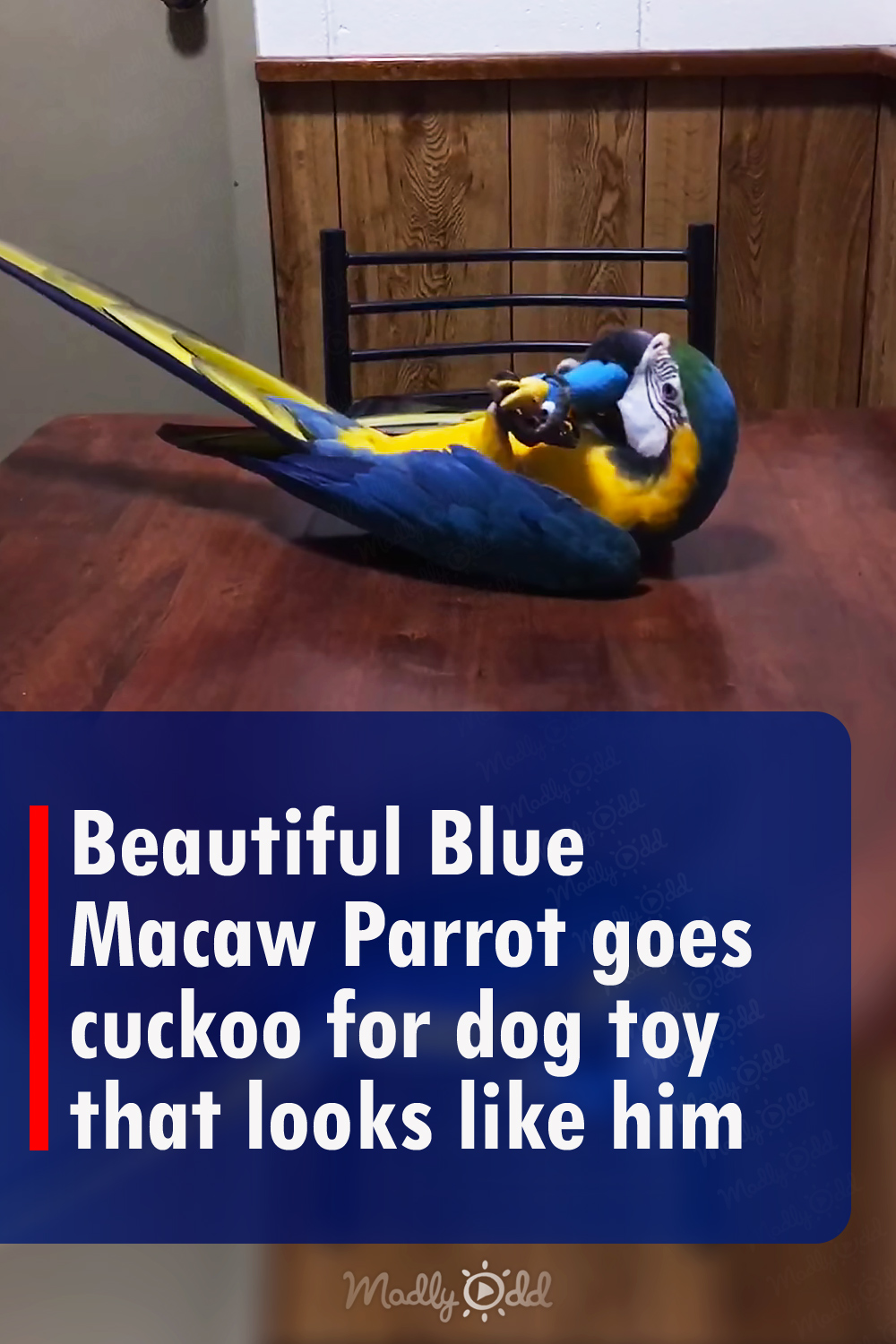 Beautiful Blue Macaw Parrot goes cuckoo for dog toy that looks like him