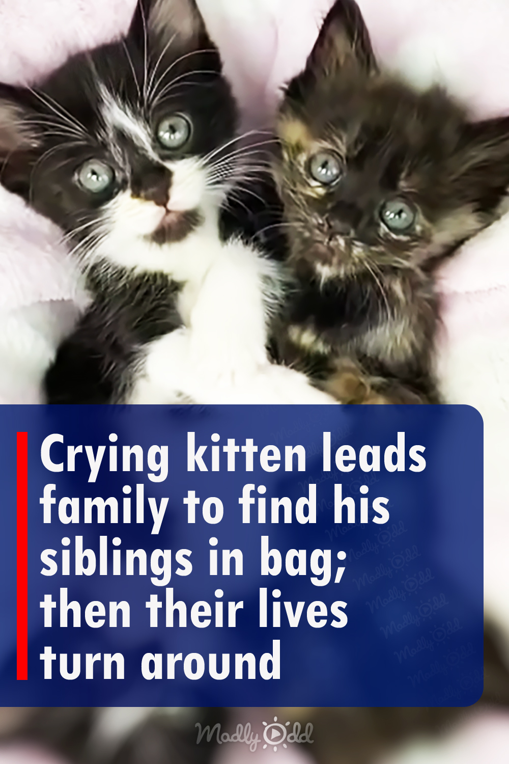 Crying kitten leads family to find his siblings in bag; then their lives turn around