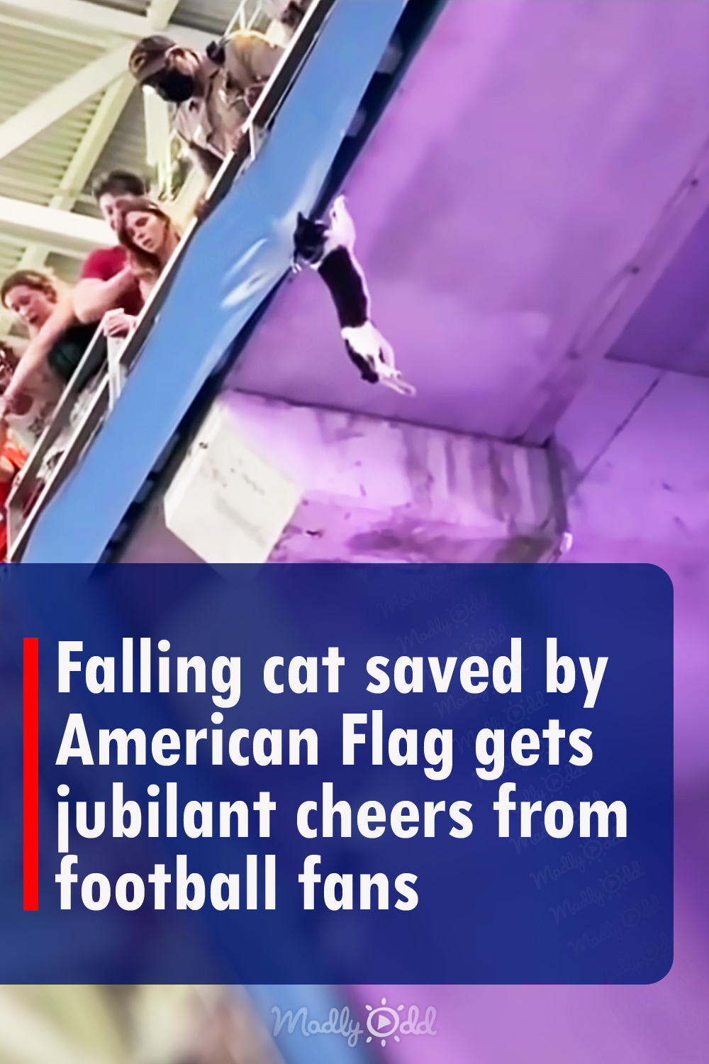 Falling cat saved by American Flag gets jubliant cheers from football fans