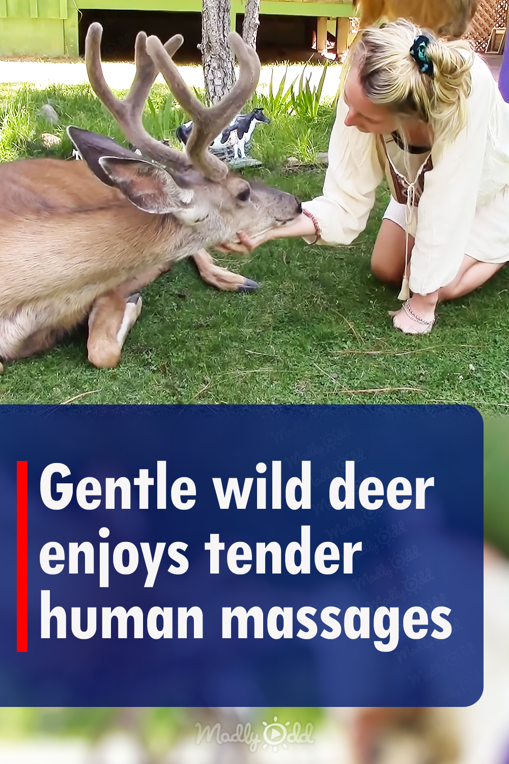 Gentle wild deer enjoys tender human massages