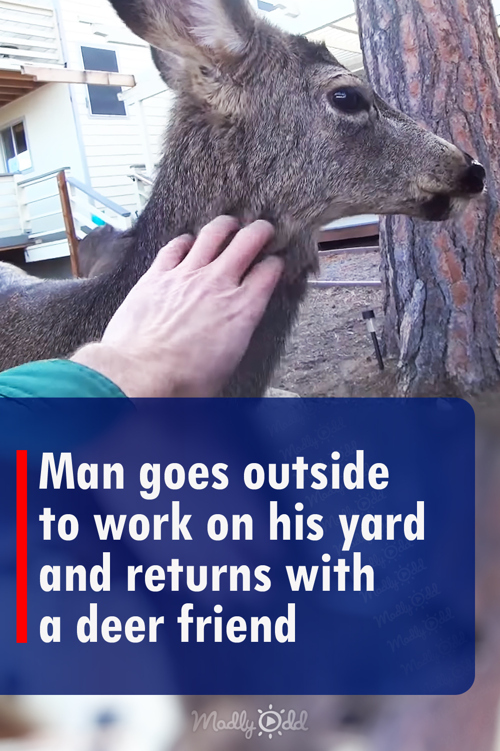 Man goes outside to work on his yard and returns with a deer friend