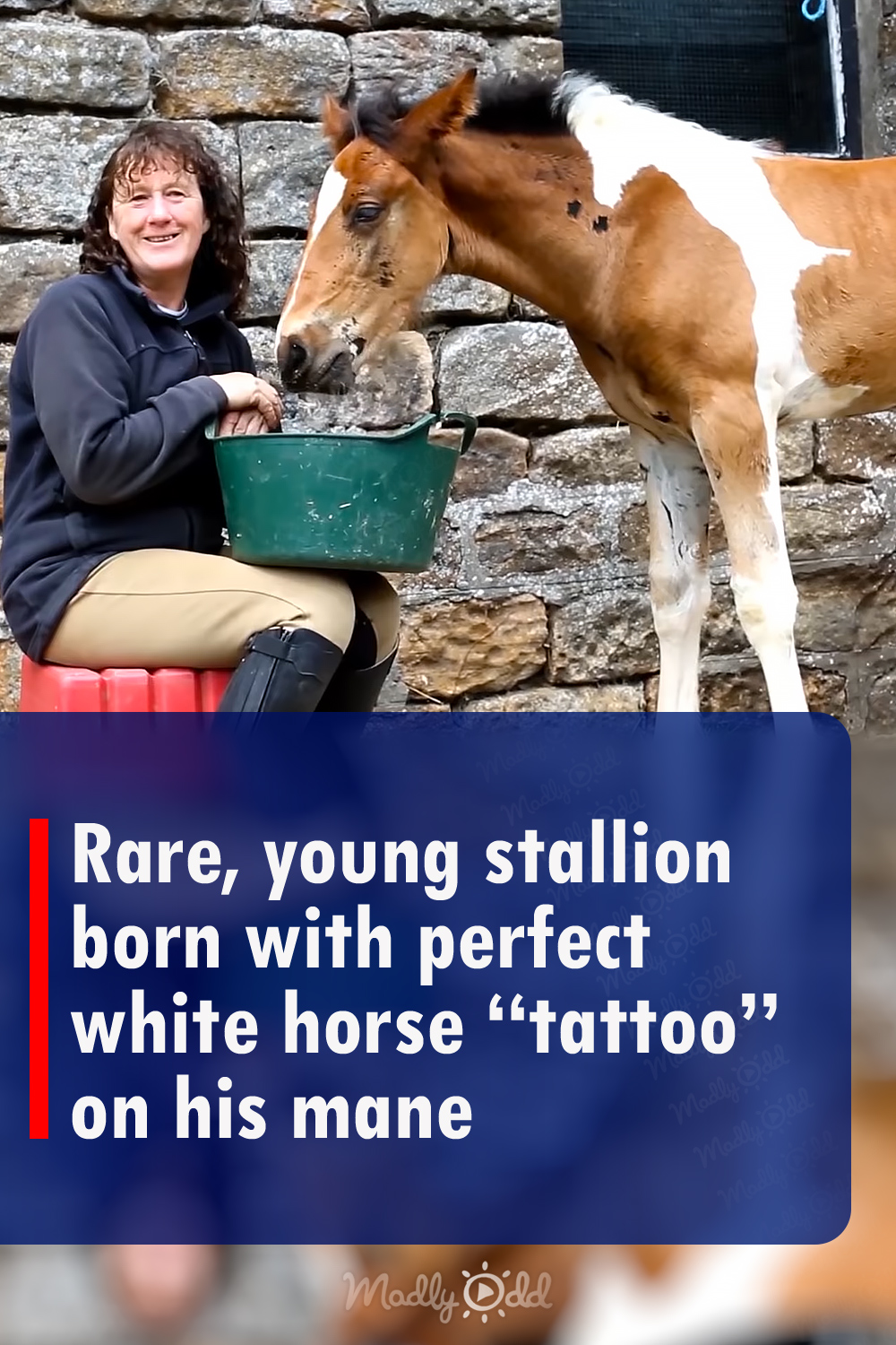 Rare, young stallion born with perfect white horse \