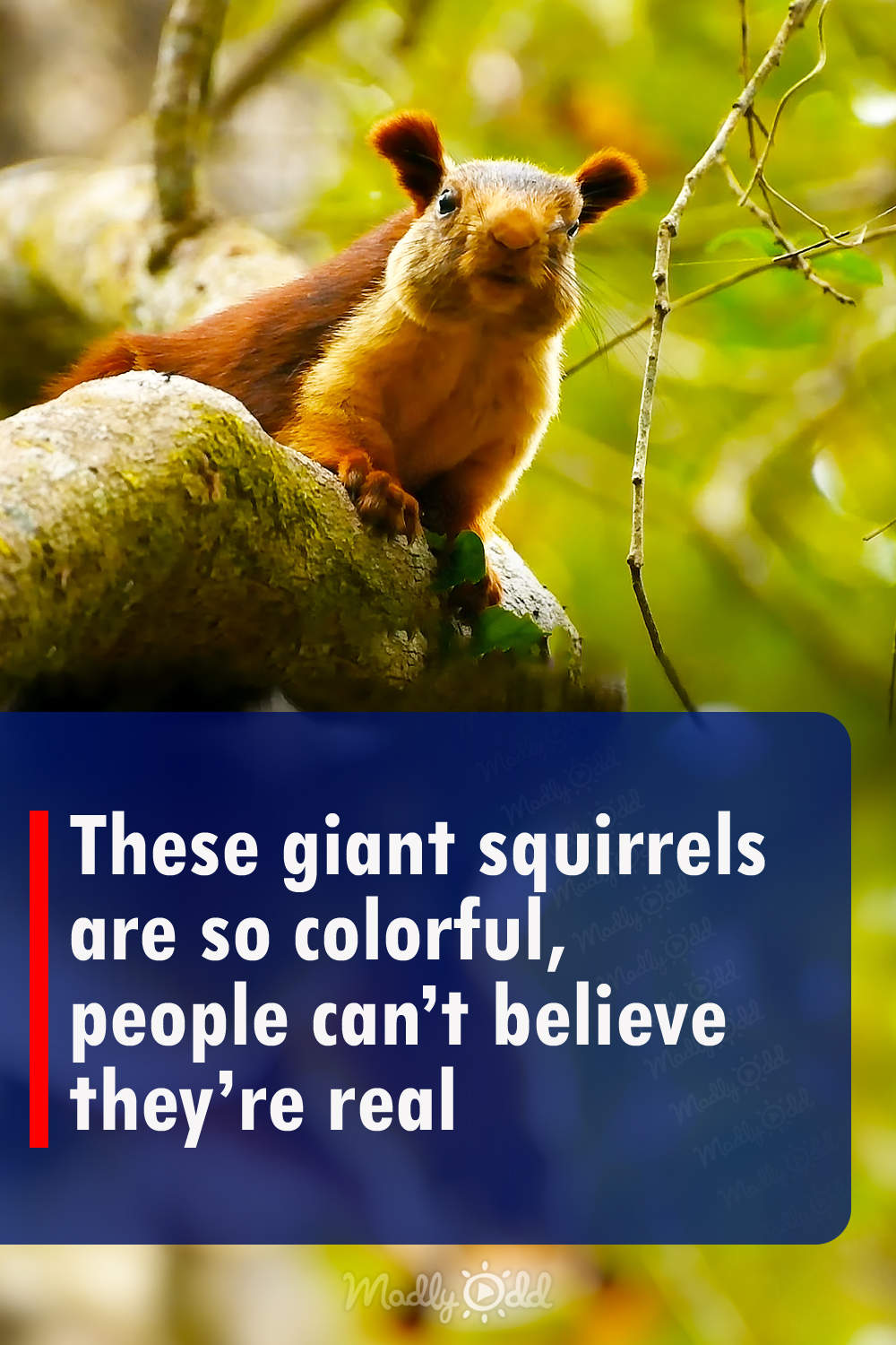 These giant squirrels are so colorful, people can\'t believe they\'re real