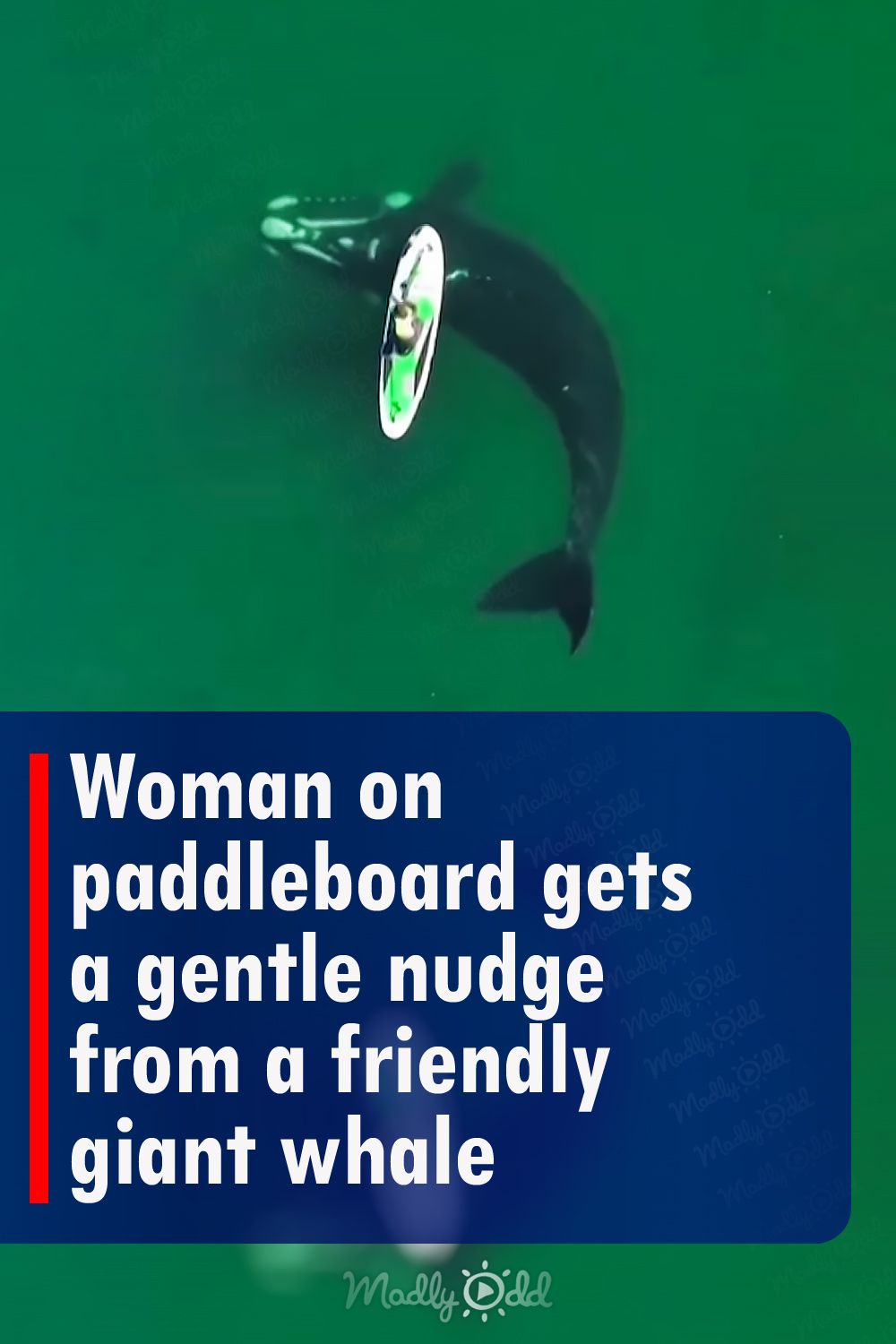 Woman on paddleboard gets a gentle nudge from a friendly giant whale
