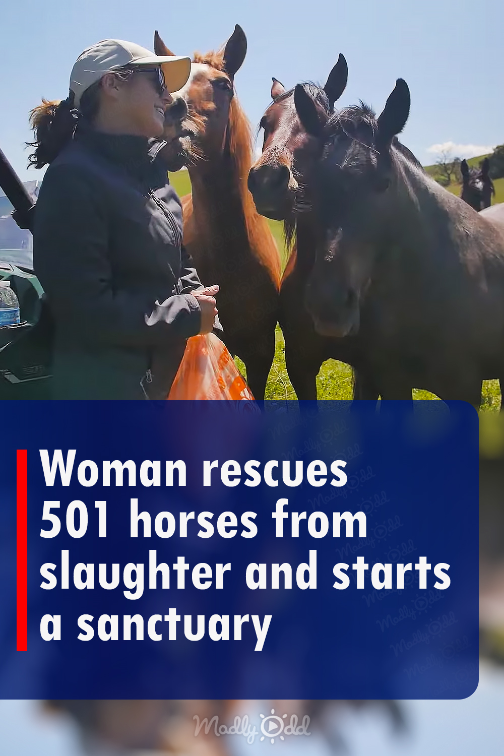 Woman Saves 501 Horses from Slaughter and Establishes a Sanctuary