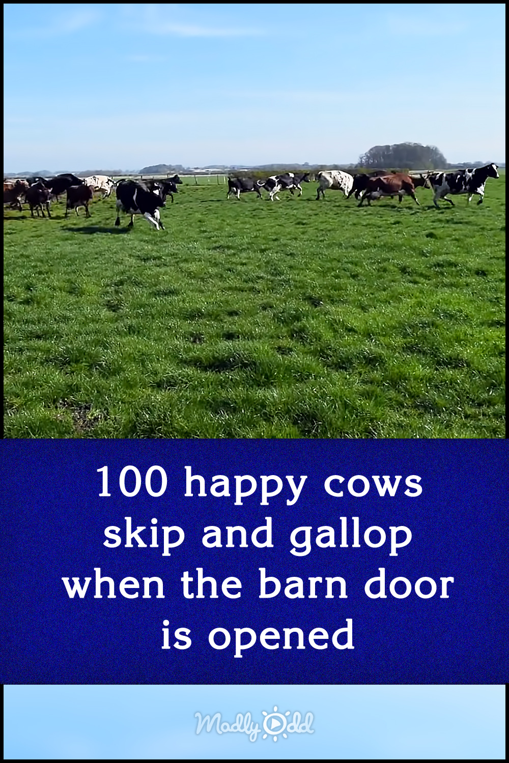 100 happy cows skip and gallop when the barn door is opened