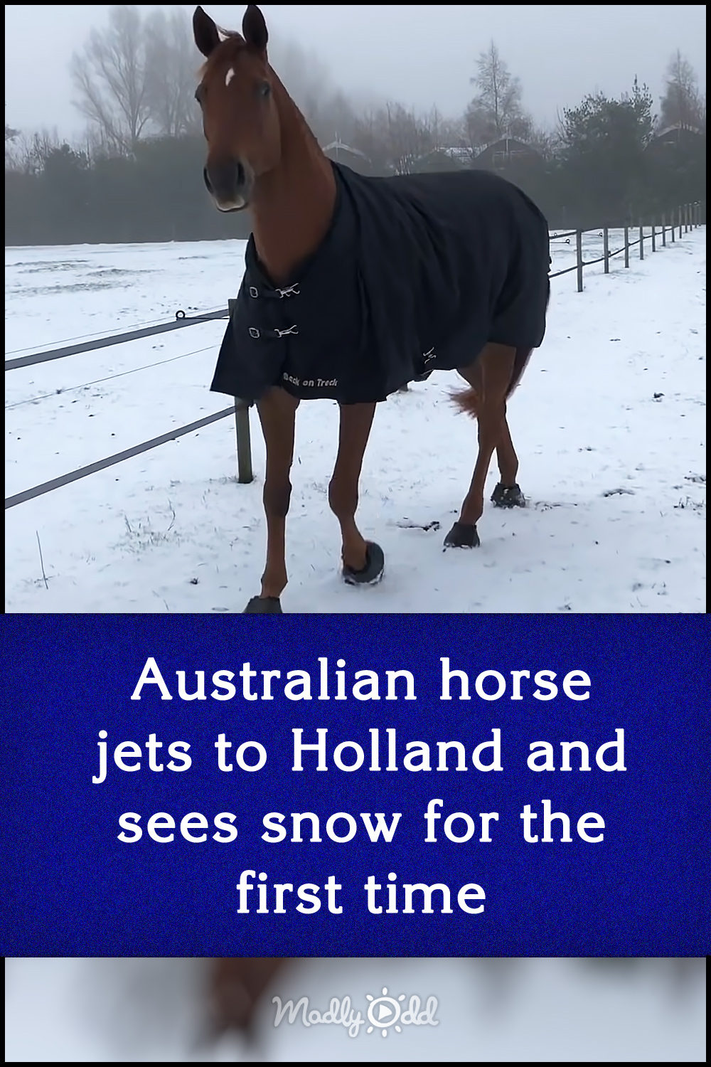 Australian horse jets to Holland and sees snow for the first time