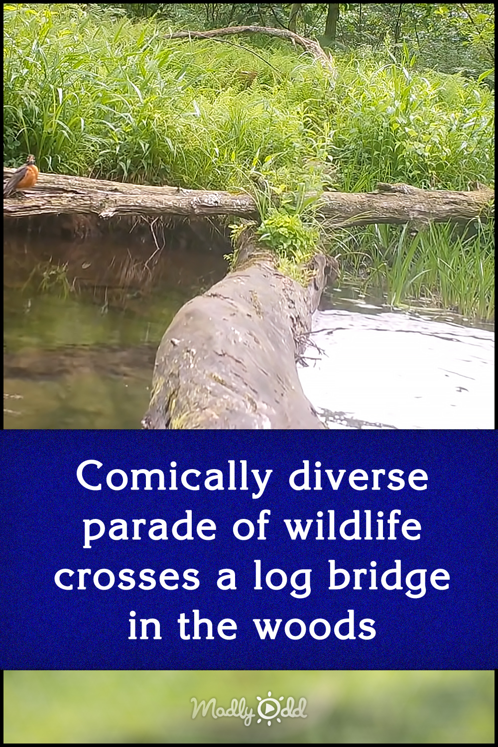 Comically diverse parade of wildlife crosses a log bridge in the woods