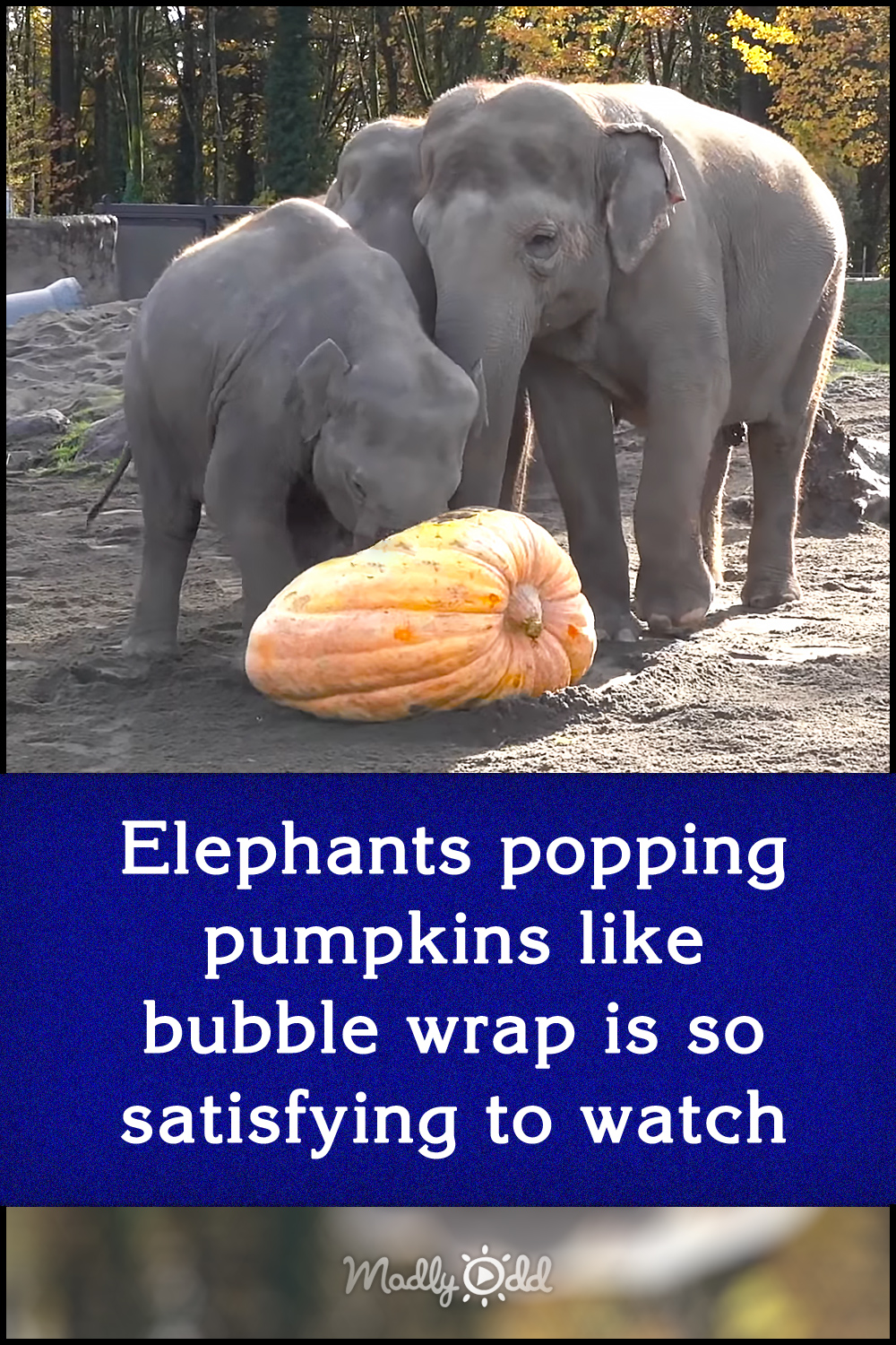 Elephants popping pumpkins like bubble wrap is so satisfying to watch