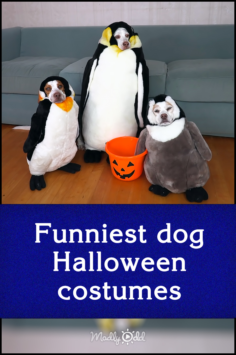 Funniest dog Halloween costumes