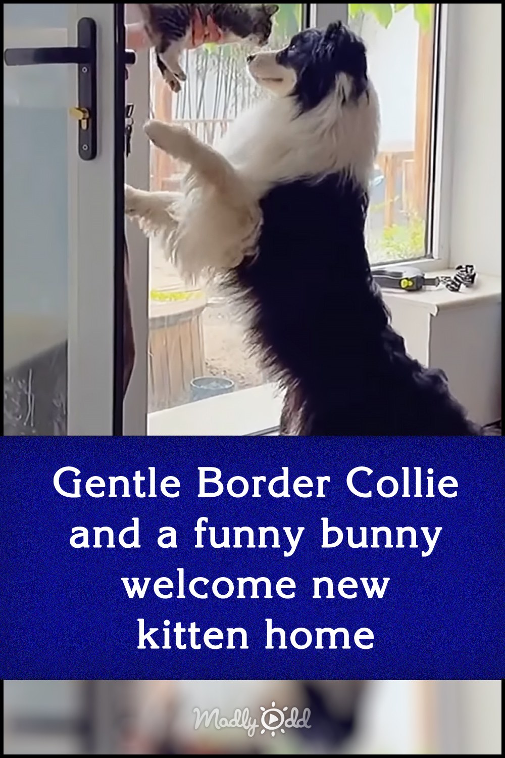 Gentle Border Collie and a funny bunny welcome new kitten home