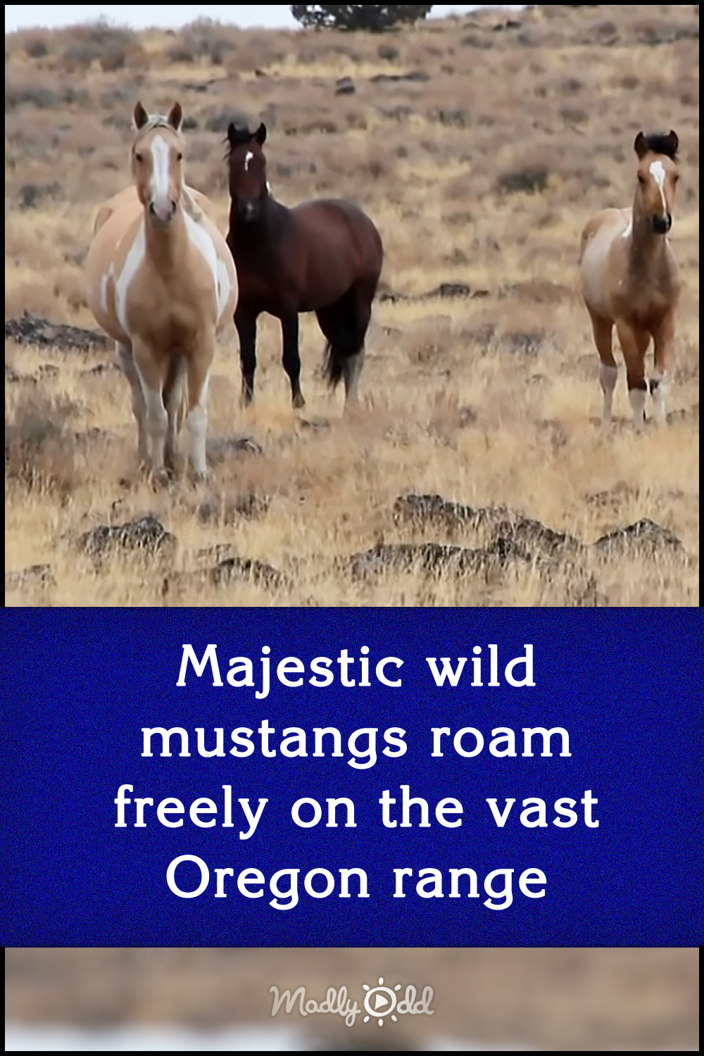 Majestic wild mustangs roam freely on the vast Oregon range