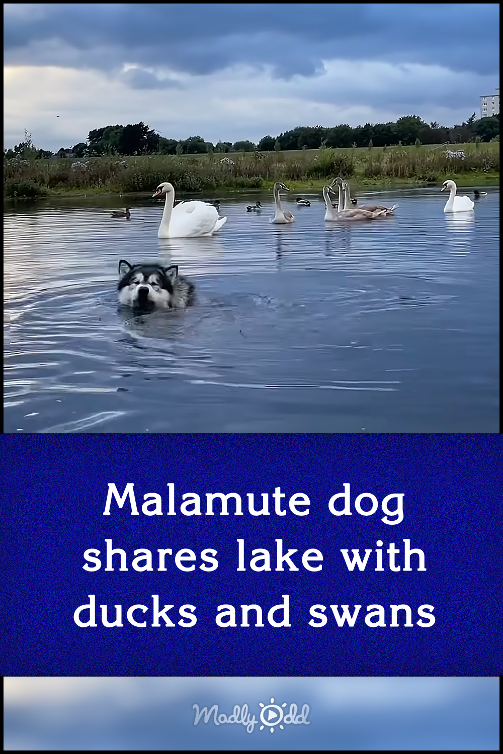 Malamute dog shares lake with ducks and swans