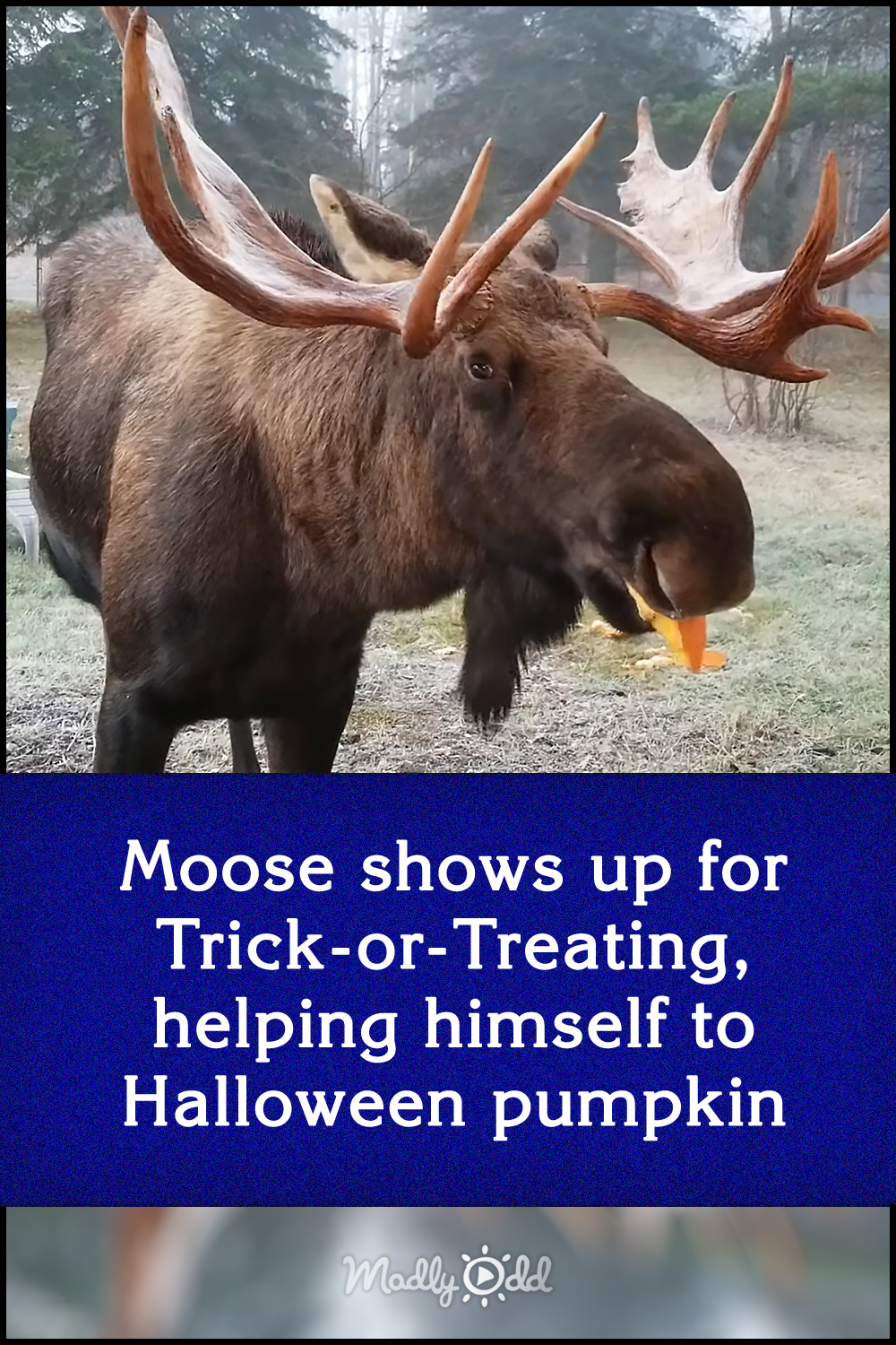 Moose shows up for Trick-or-Treating, helping himself to Halloween pumpkin