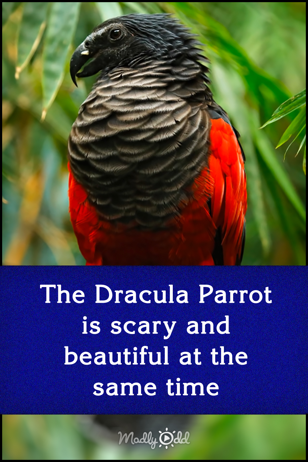 The Dracula Parrot is scary and beautiful at the same time