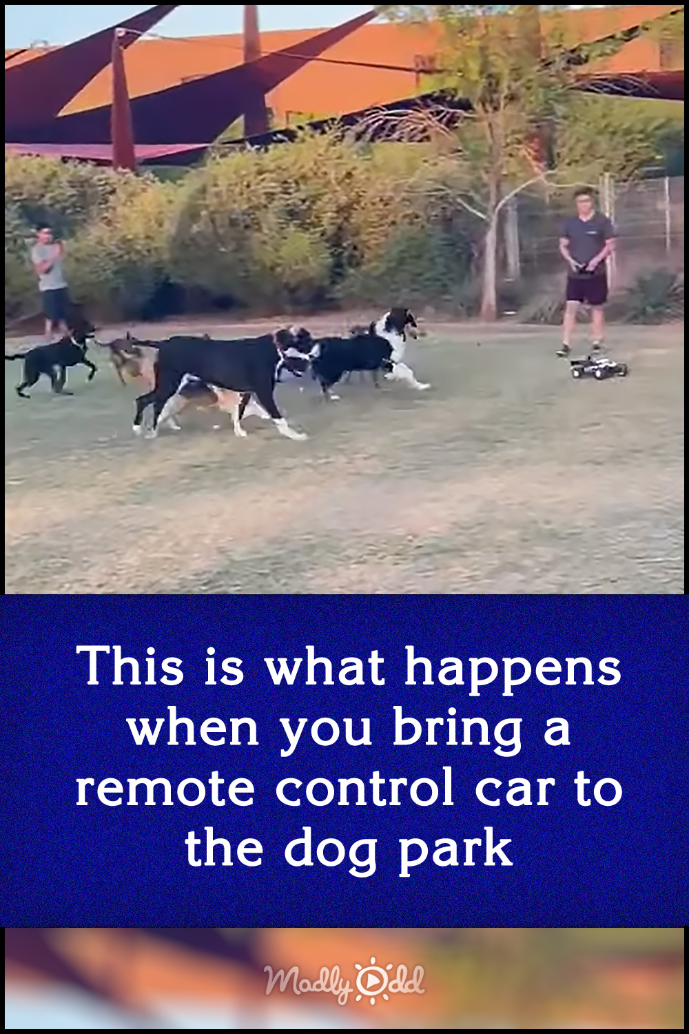 This is what happens when you bring a remote control car to the dog park