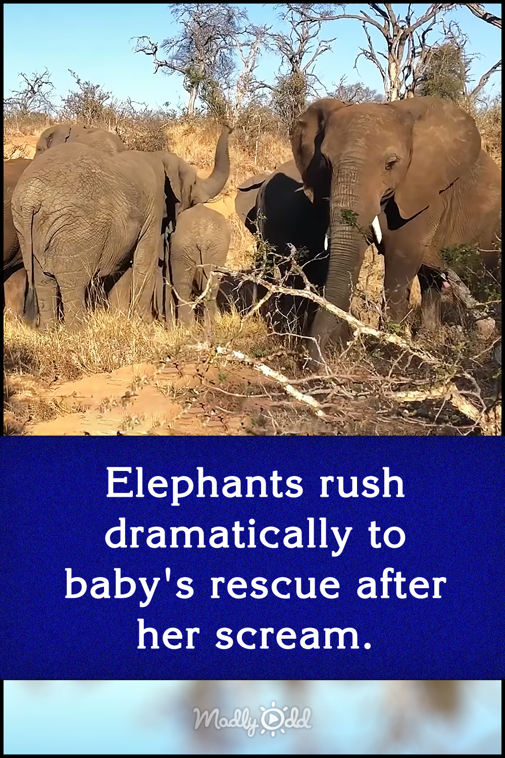 Elephants rush dramatically to baby\'s rescue after her scream.