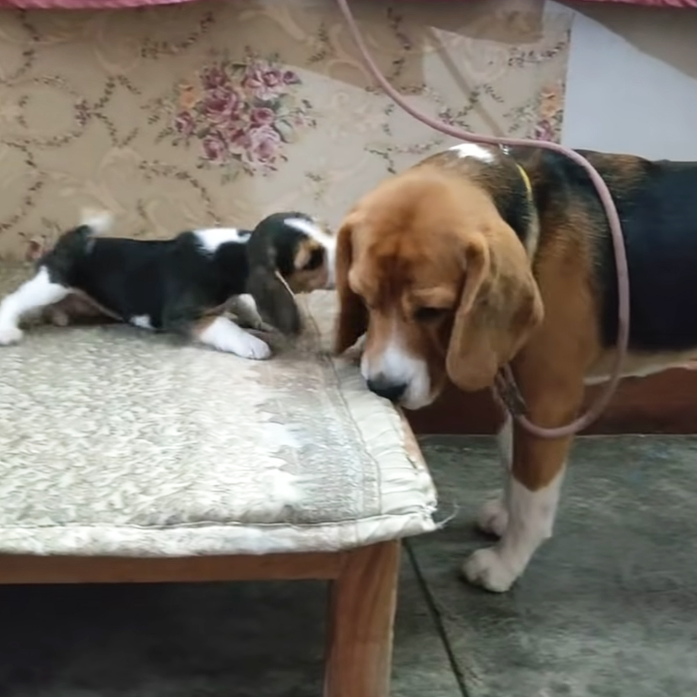Beagle father and daughter 
