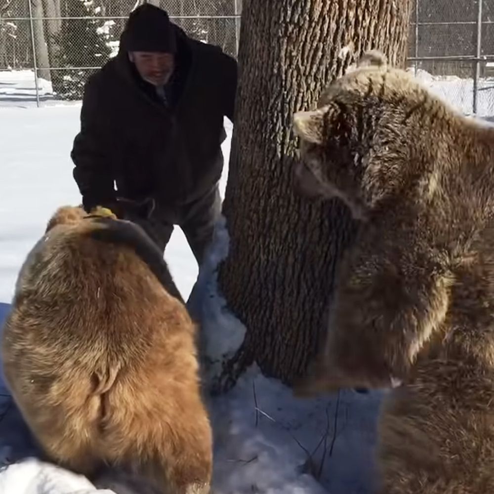 Man playing with grizzly bears