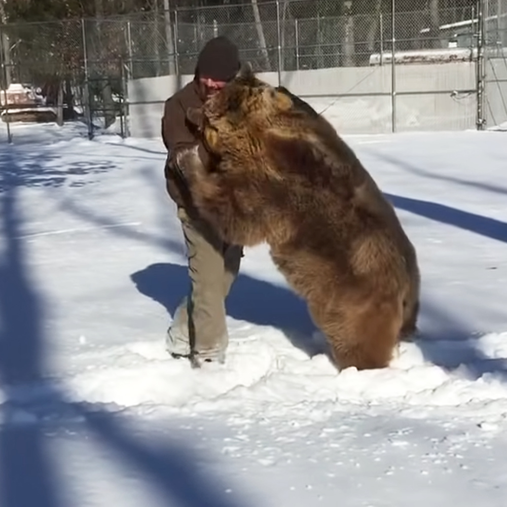Man playing with grizzly bears