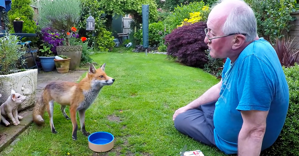 Fox and man in a garden