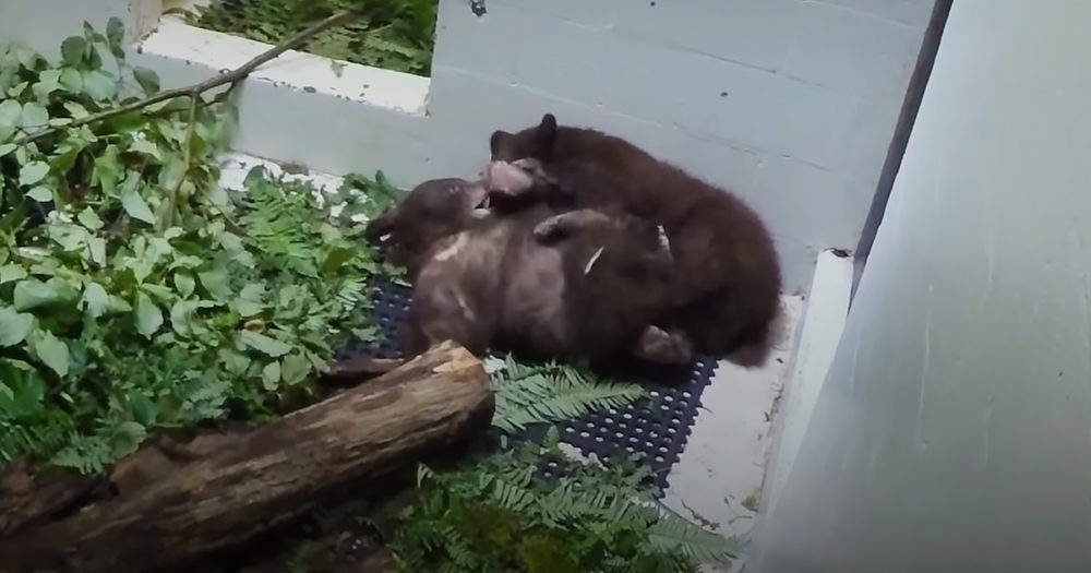 Rescued baby bear cubs