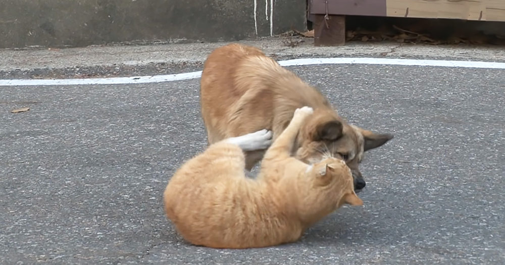 Dog and stray cat