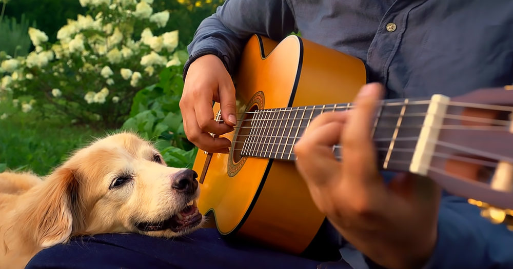Maple, the Golden Retriever dog listening guitar