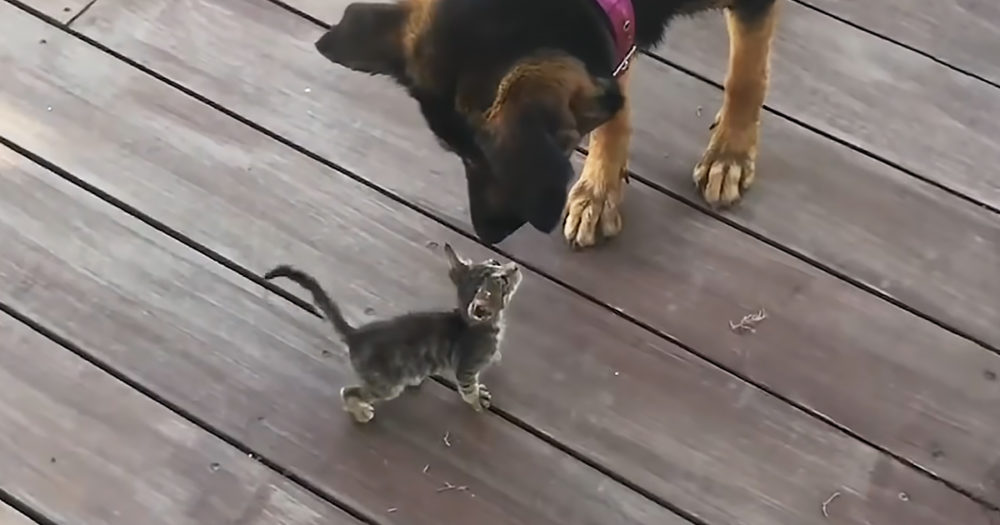 Stray kitten and dog