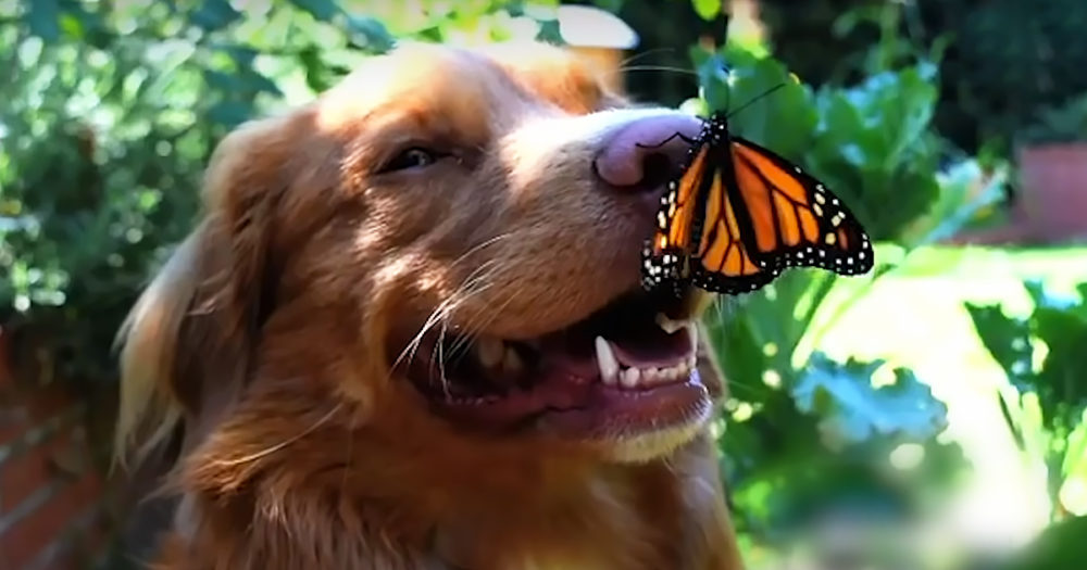Curious dog and butterfly