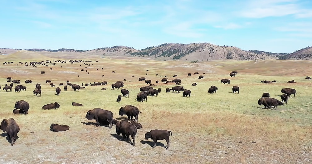 Drone footage of buffalo