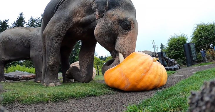 Elephant herd and giant pumpkins