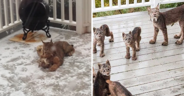 Mamma lynx and 7 kittens