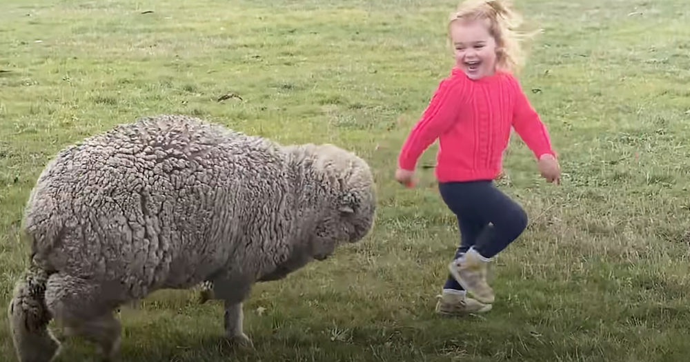 Toddler with orphaned lamb