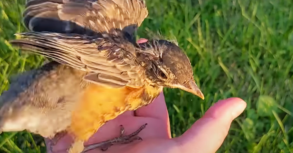 Rescued baby robin